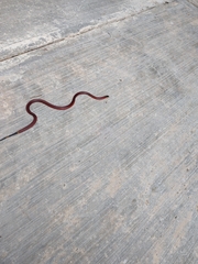 Micrurus diastema apiatus