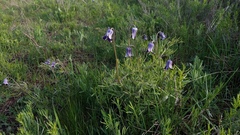 Clematis hirsutissima