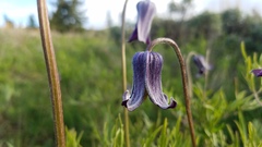 Clematis hirsutissima