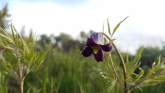 Clematis hirsutissima