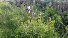Clematis hirsutissima