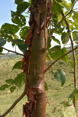 Bursera simaruba