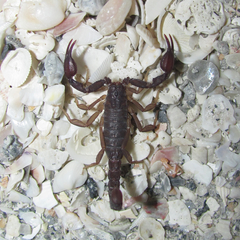 Pseudouroctonus reddelli