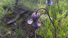 Clematis hirsutissima