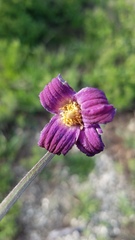 Clematis hirsutissima