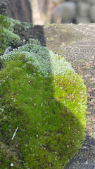 Bryum argenteum