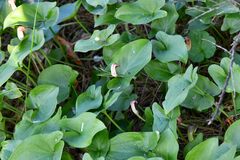 Arisarum