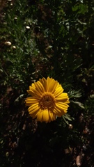 Glebionis coronaria