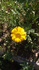Glebionis coronaria
