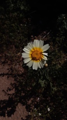 Glebionis coronaria