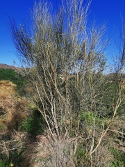 Retama sphaerocarpa