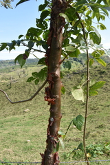 Bursera simaruba