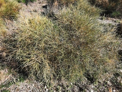 Genista umbellata