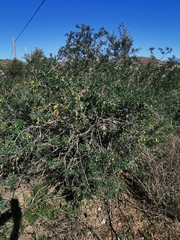 Anagyris foetida