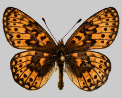 Boloria eunomia