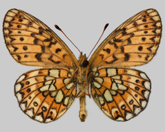 Boloria eunomia