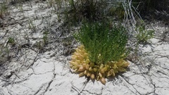 Astragalus megacarpus