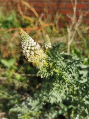 Reseda alba