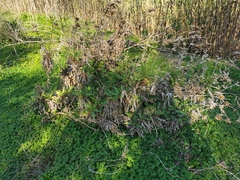 Ptilostemon hispanicus