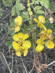 Senna auriculata