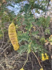 Senna auriculata