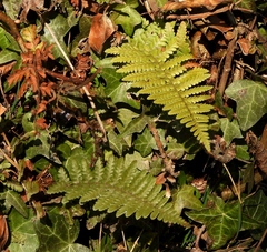 Dryopteris filix-mas