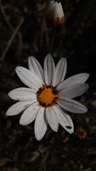 Argyranthemum frutescens