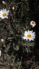 Argyranthemum frutescens