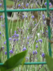 Lavandula pinnata