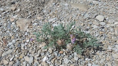 Astragalus pubentissimus