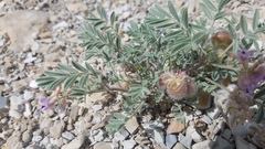 Astragalus pubentissimus