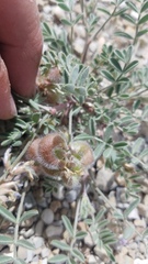 Astragalus pubentissimus