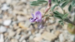Astragalus pubentissimus