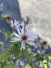 Ampelaster carolinianus