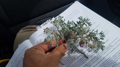 Astragalus pubentissimus