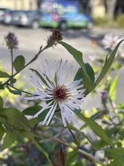 Ampelaster carolinianus