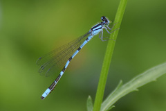 Arrenurus