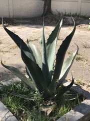 Agave mapisaga