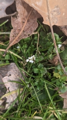 Cardamine hirsuta