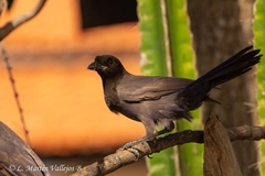 Cyanocorax cyanomelas