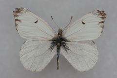 Anthocharis lanceolata