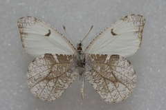 Anthocharis lanceolata