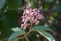 Miconia xalapensis