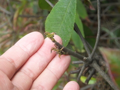 Aphis
