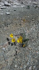 Thelesperma subnudum