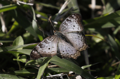 Anartia jatrophae
