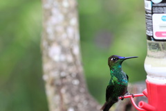 Heliodoxa leadbeateri