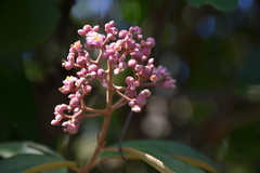 Miconia xalapensis