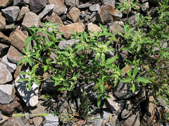 Euphorbia davidii