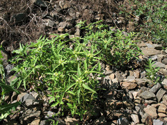 Euphorbia davidii